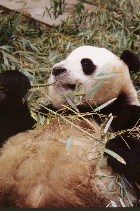 panda at the Wolong Panda sanctuary