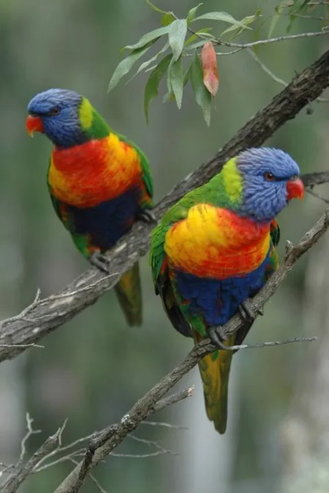 Two brightly coloured parrots perched together on a branch