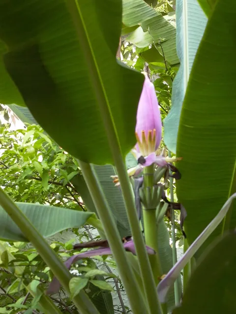 A pink flower hanging beneath broad green banana leaves