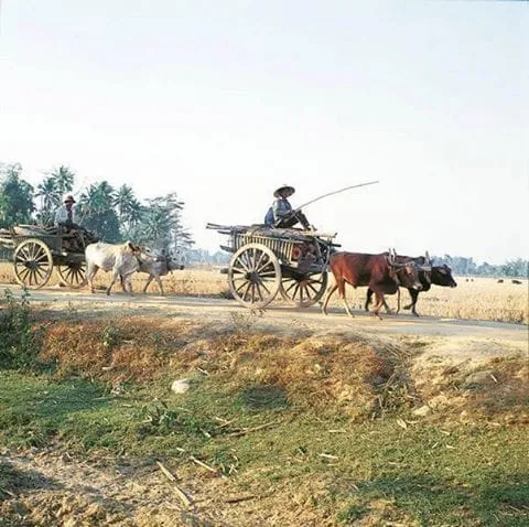 People riding in wooden carts pulled by cattle along a rural track
