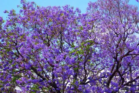 A tree covered in purple blossoms against a blue sky