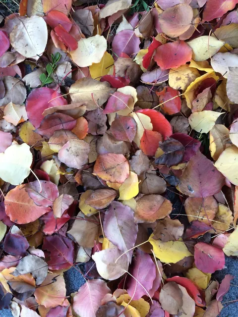 A pile of fallen autumn leaves in red, yellow and brown