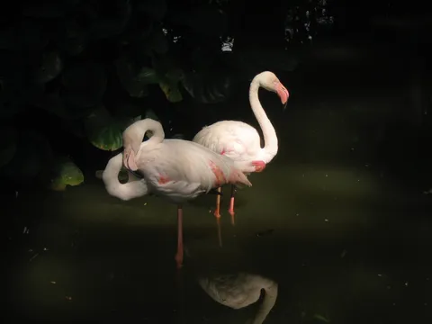 wild flamingos in Romania
