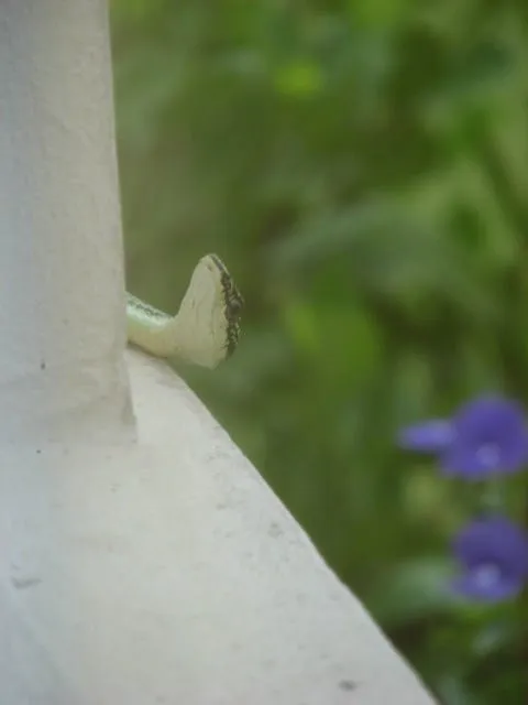 A snake peering around the edge of a pale wall