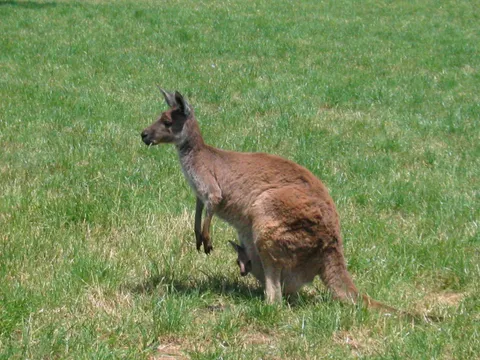 Kangaroo with joey