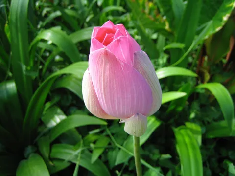 A pink flower bud on a tall stem among green leaves