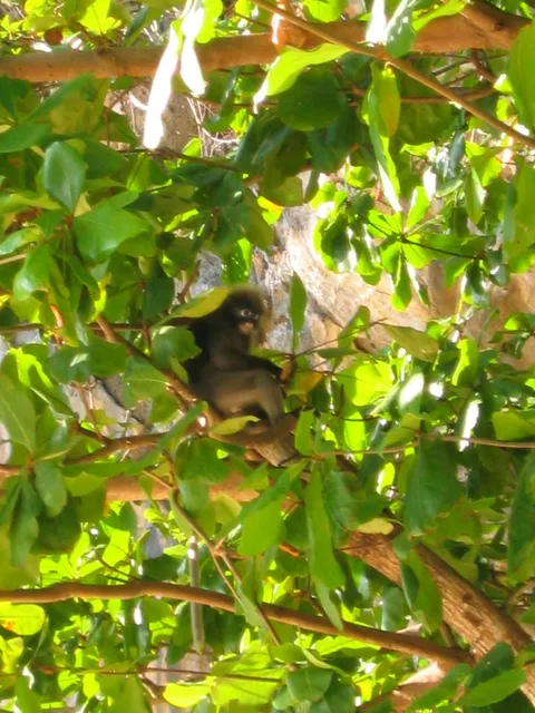 A dark furry monkey sitting on a branch among green leaves