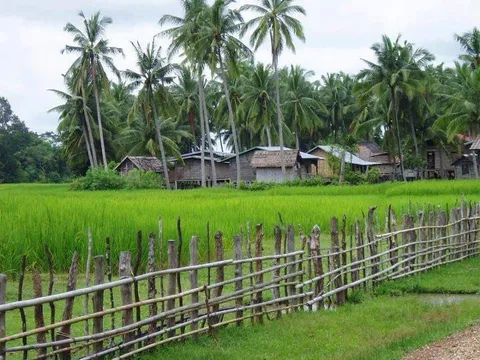 Green rice fields and wooden houses behind a bamboo fence