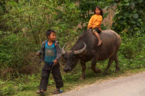 A child leading a buffalo with another child riding on its back