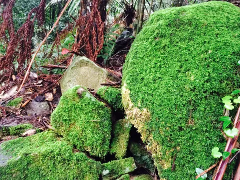 Moss-covered rocks among ferns and fallen leaves in a forest
