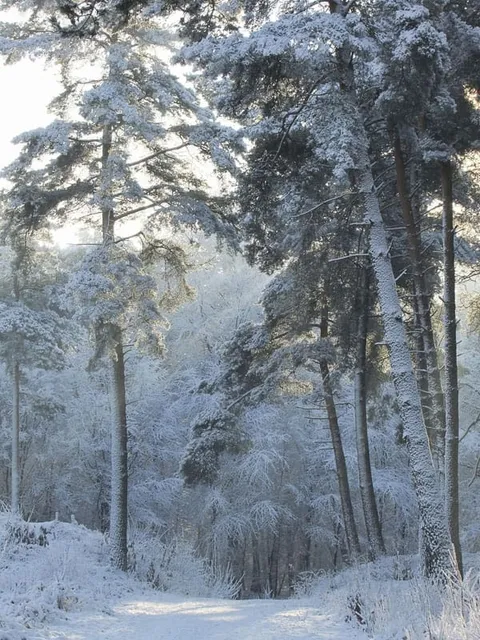 A path between snow-covered trees in a winter forest