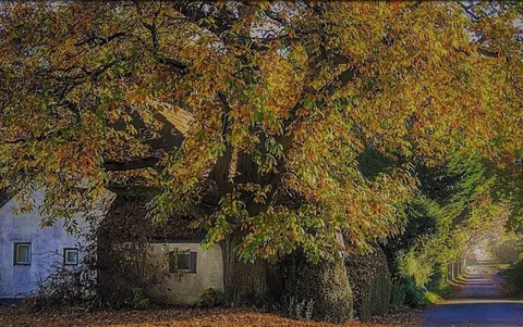 A house partly hidden by trees with golden autumn leaves