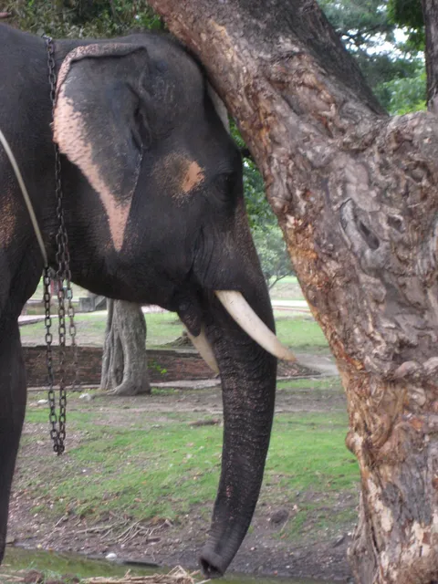 An elephant standing beside a tree with its trunk hanging down