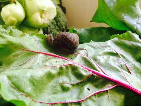 A snail crawling on a large green leaf with pink veins
