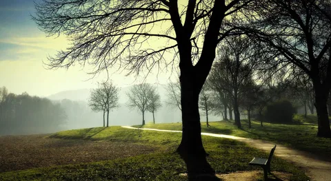 Morning light through tall trees beside a grassy field