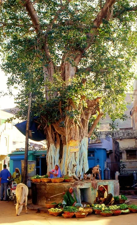 A large spreading tree above people and goods on a street