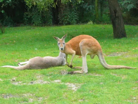 big Kangaroos in Adelaide
