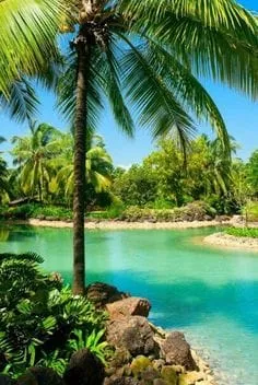 Palm trees leaning above a bright turquoise waterway
