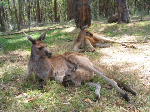 Kangaroos resting on the ground beneath trees