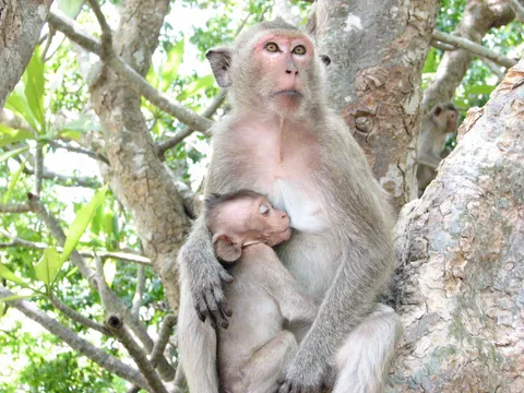 Monkey with young
