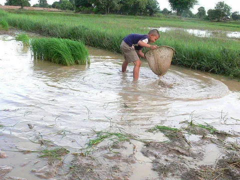 A child working in a flooded rice field with a large woven basket