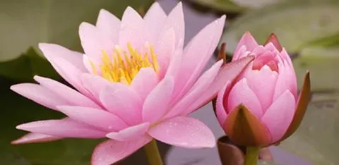 An open pink water flower with a yellow centre beside a closed bud