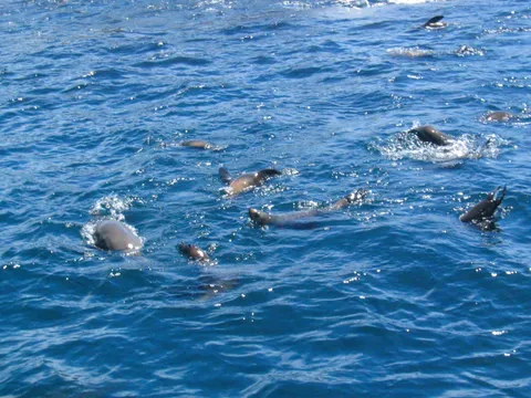 Seals at Philip Island