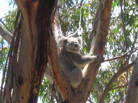 A koala sitting in the fork of a gum tree