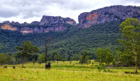 A black cow in a grassy paddock below forested hills and sandstone cliffs