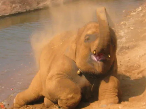 A young elephant sitting on the ground with its mouth open