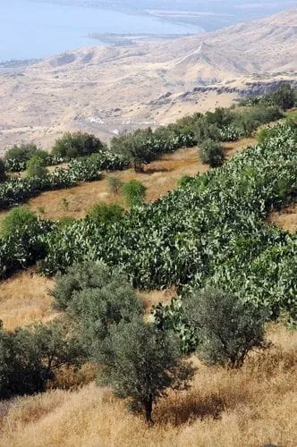 Dry hills above a grove of trees and scattered buildings