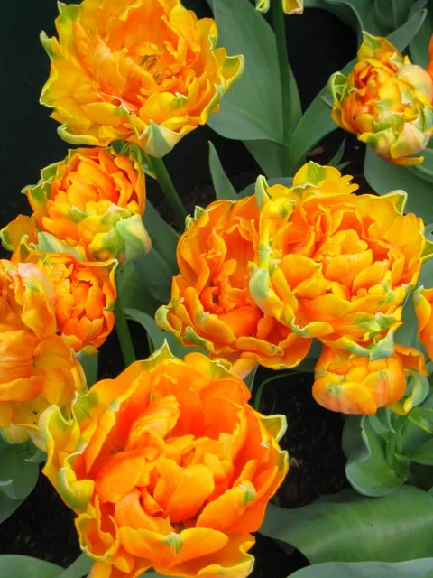 Orange and yellow ruffled double tulips with grey-green leaves