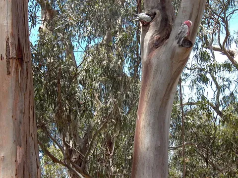 Australian Galah