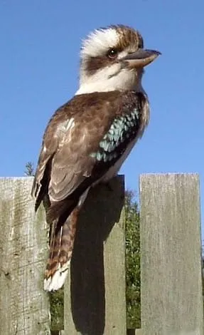 Kookaburra on the lookout