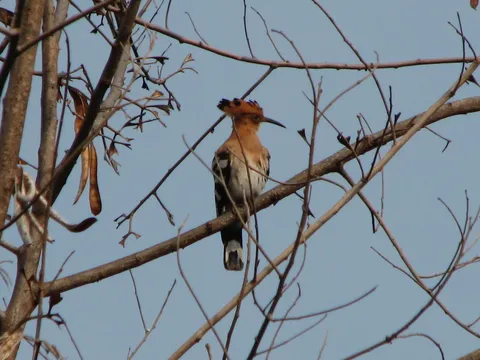 hoopoe bird in Thailand