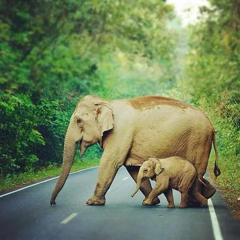An adult elephant and a calf crossing a paved road