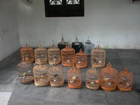Rows of round bamboo bird cages arranged on a stone floor