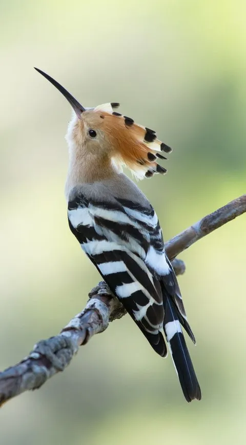 Hoopoe close-up