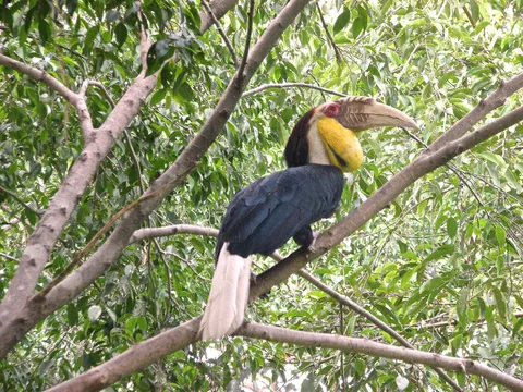Hornbill