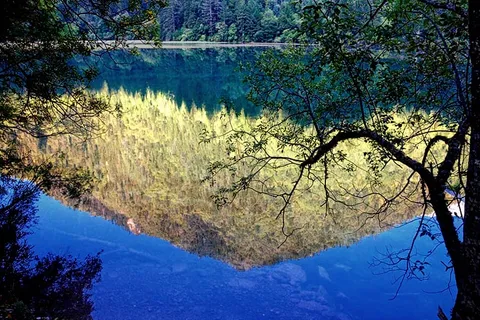 Trees reflected in a vivid blue lake beneath an overhanging branch