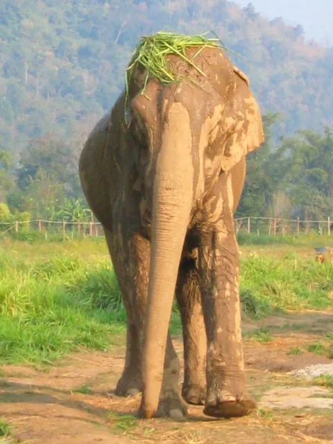 An elephant standing outdoors with green vegetation on its head