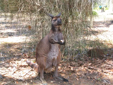 A kangaroo standing beneath drooping branches