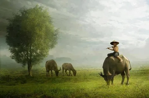 musical buffalo herding