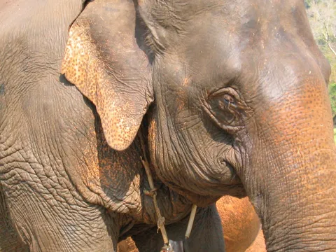 helping a mistreated elephant