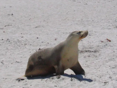 Seal at the beach