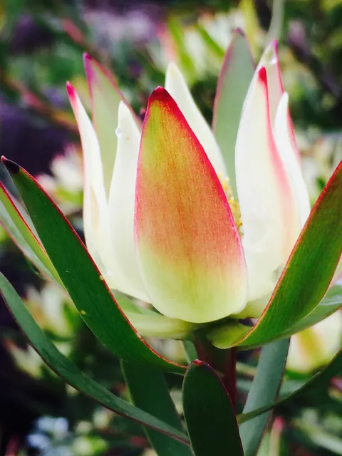 A cream flower with red-tipped petals surrounded by long green leaves
