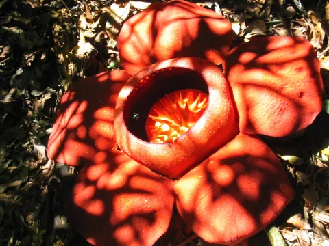A large red five-petalled flower with a spiky centre among dry leaves