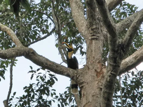 Hornbill in the wild
