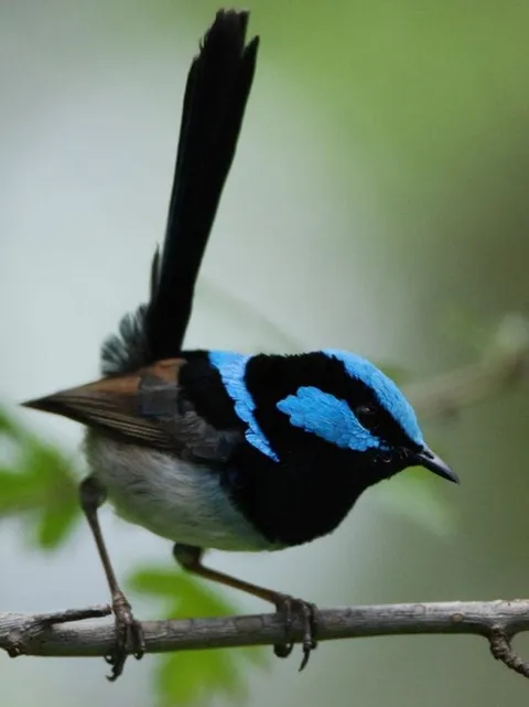 A small blue and black bird perched on a branch with its tail raised