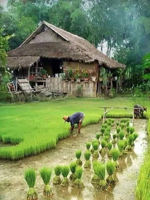 planting rice